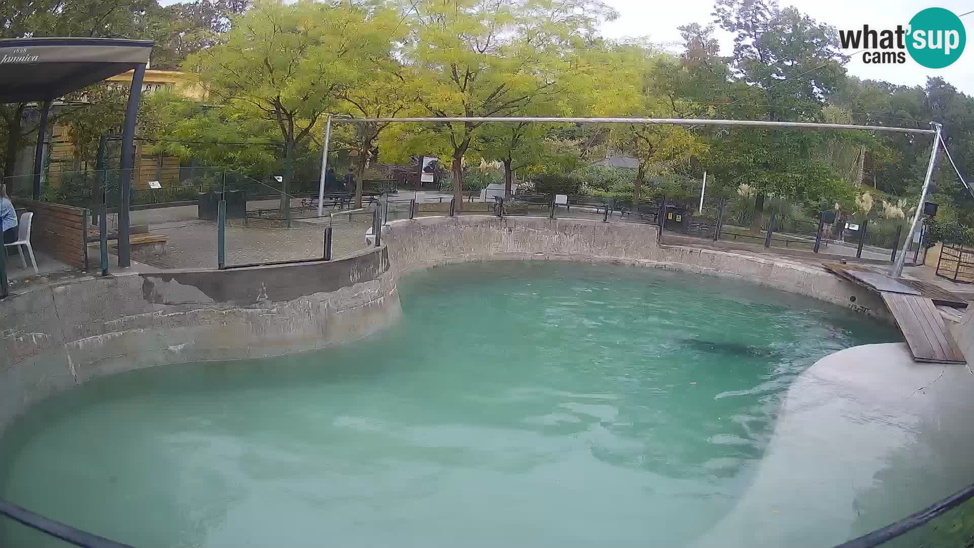 Zoo Zagreb – Kalifornischer Seelöwe