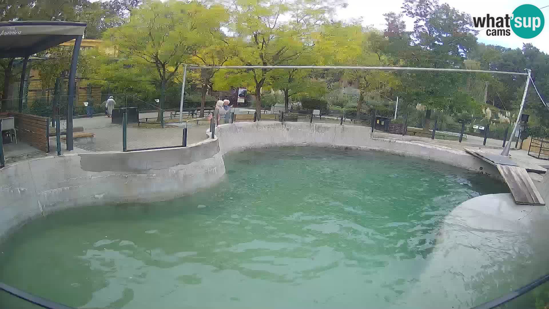 Zoo Zagreb – Kalifornischer Seelöwe
