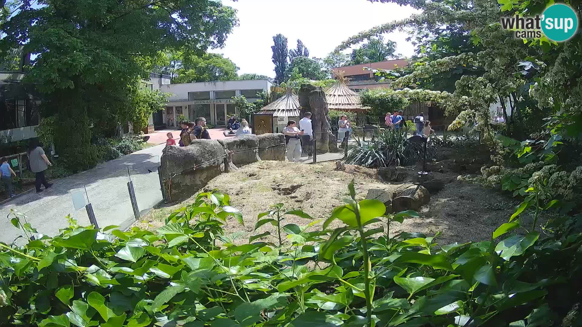 Zoo Zagreb – Suricate