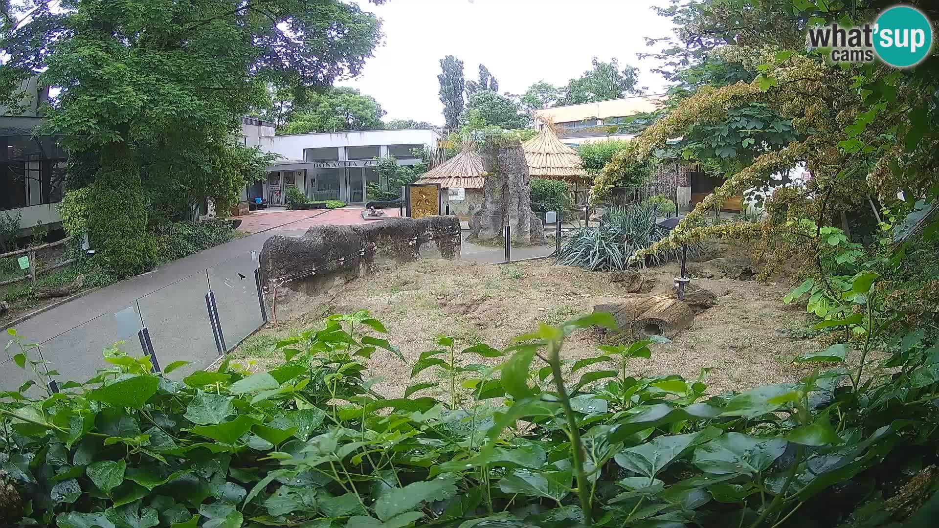 Zoo Zagreb – Meerkat (Suricate)