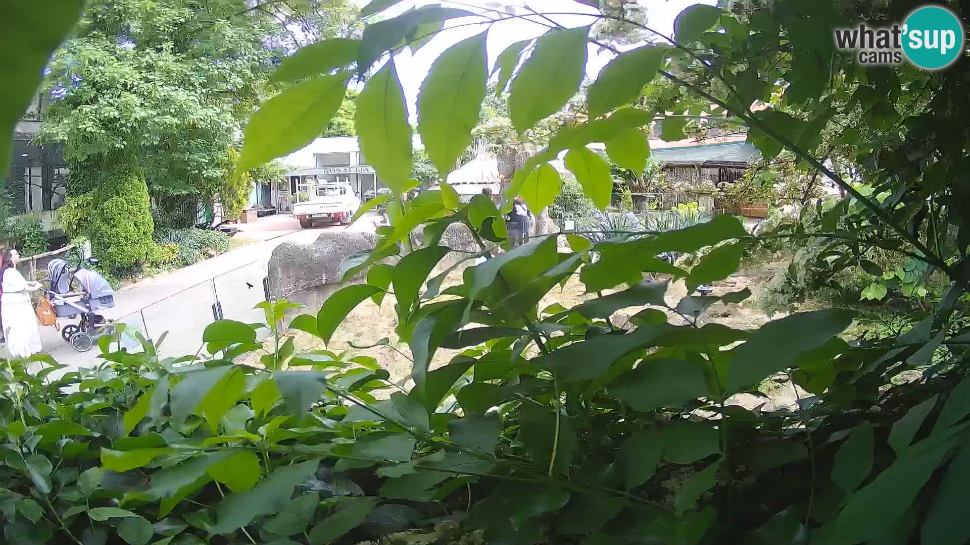 Zoo Zagreb – Surikate