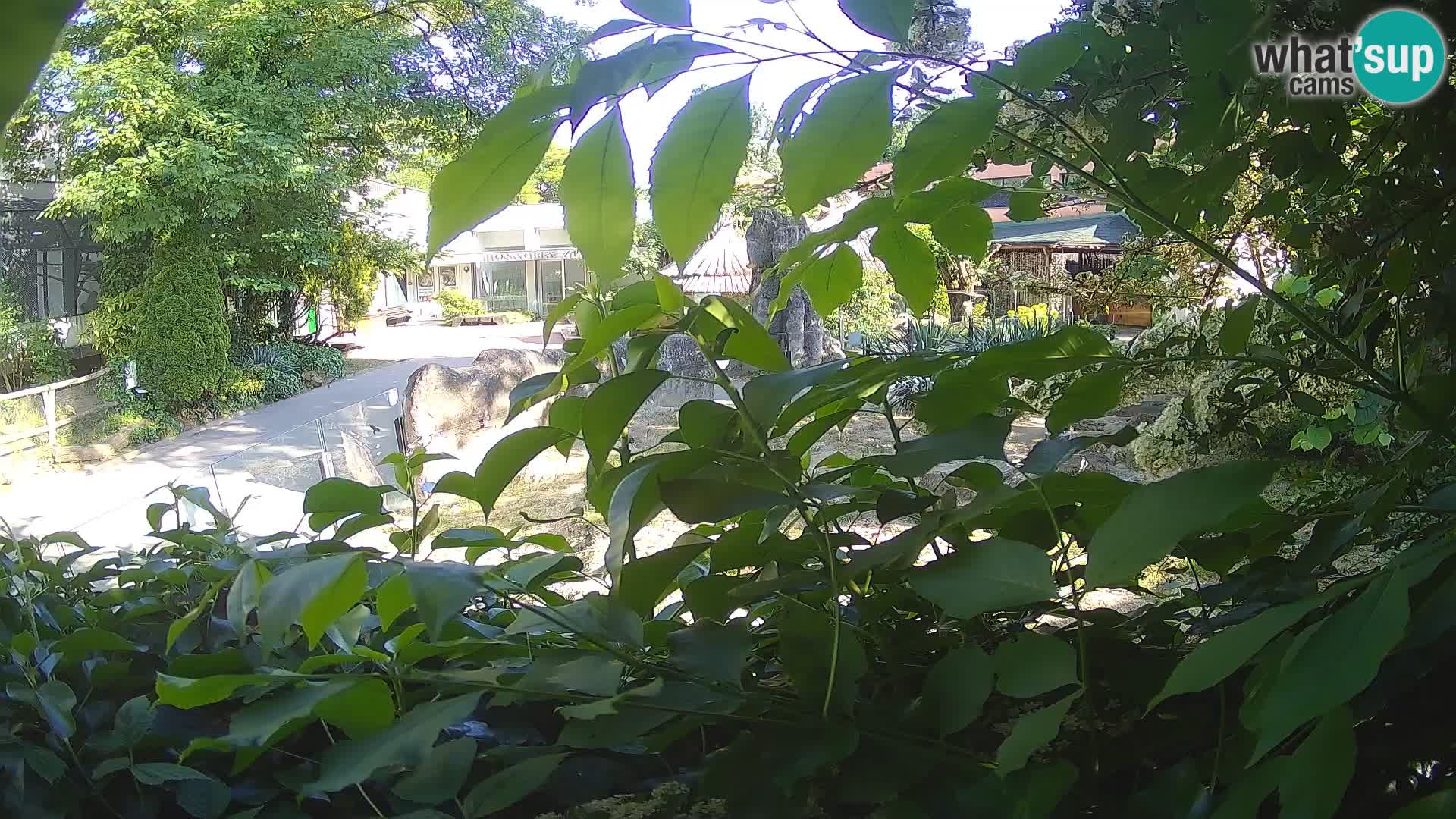 Zoo Zagreb – Erdmännchen