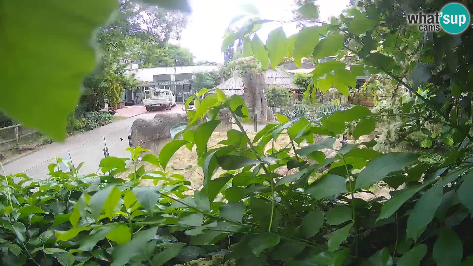 Zoo Zagreb – Surikate