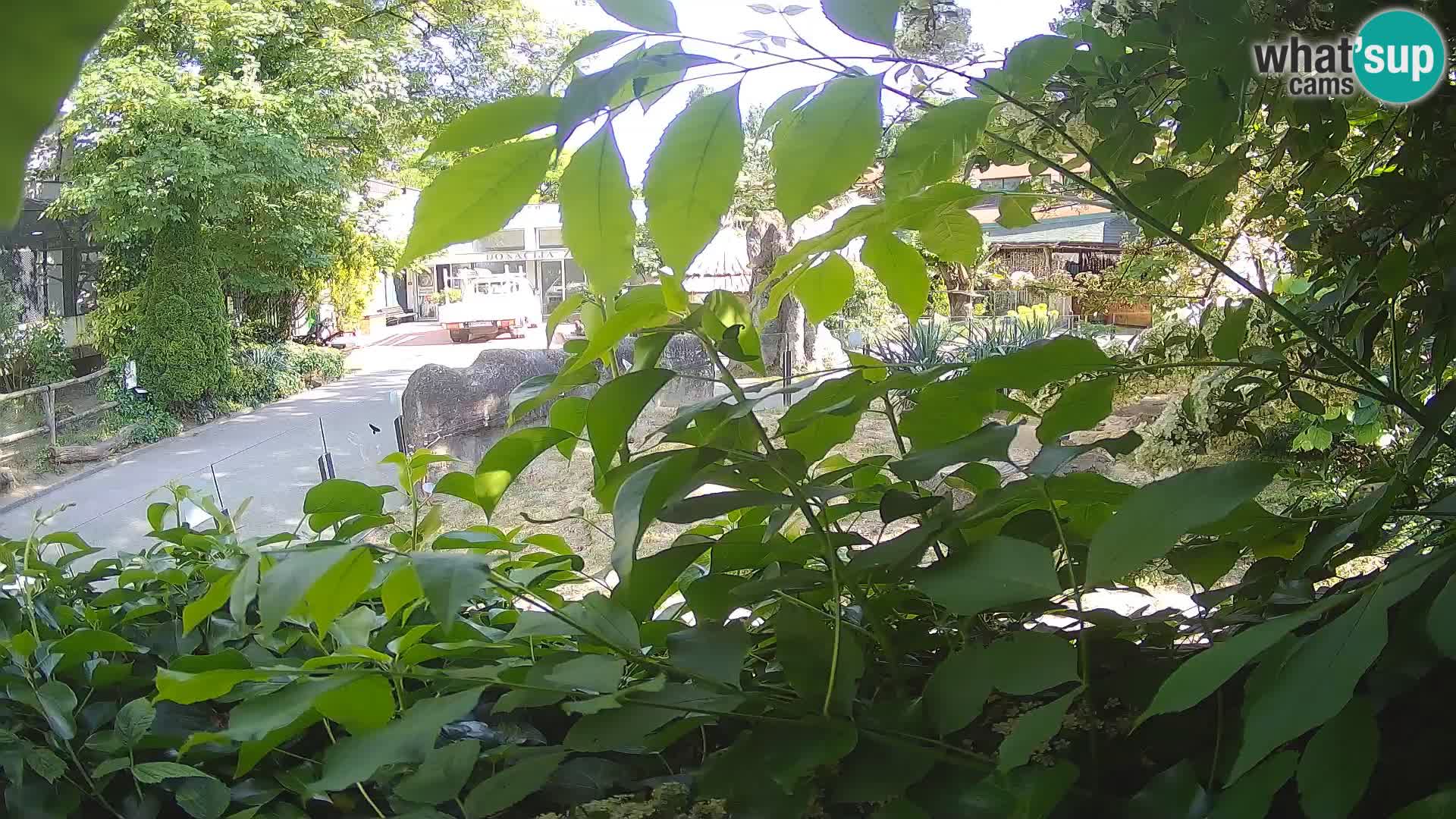 Zoo Zagreb – Merkat