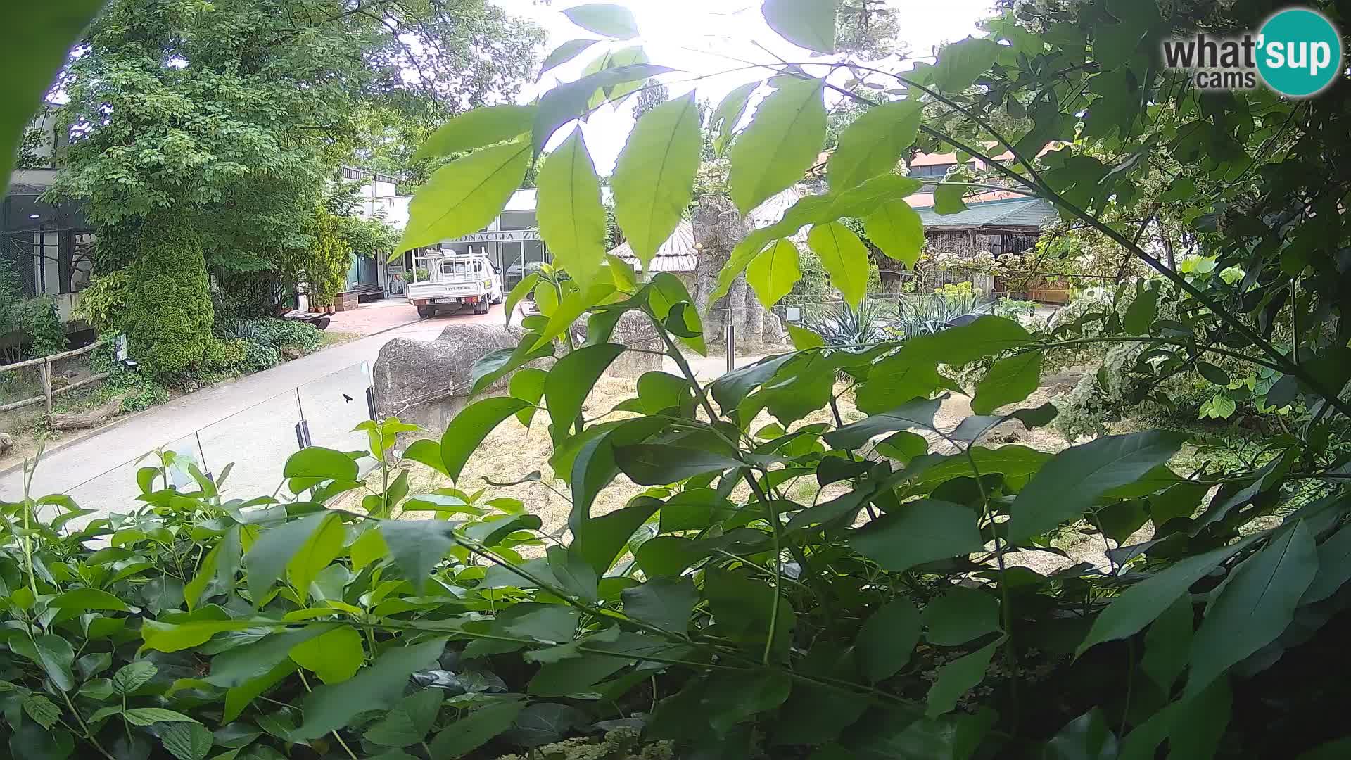Zoo Zagreb – Surikate