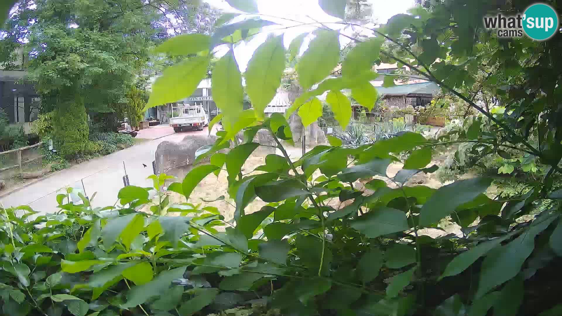 Zoo Zagreb – Suricate