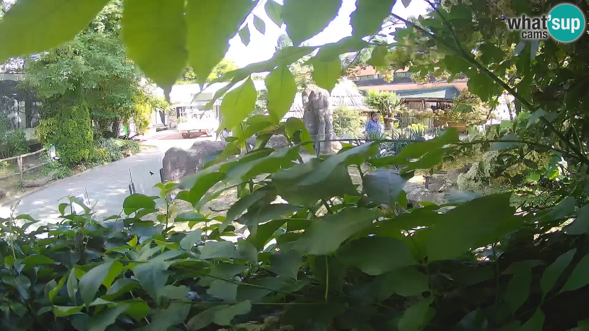 Zoo Zagreb – Suricata