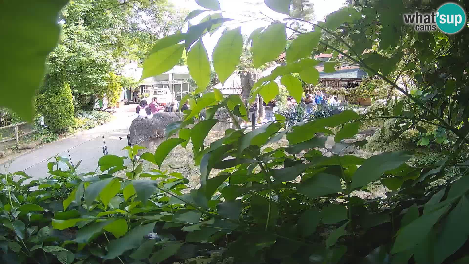 Zoo Zagreb – Merkat