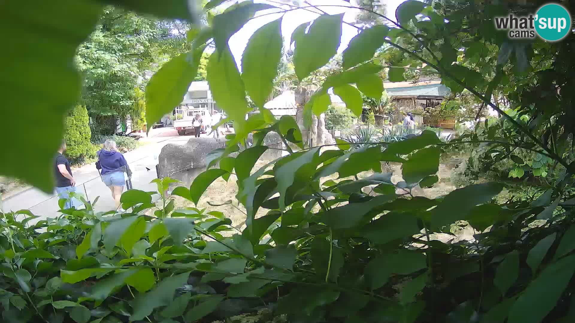 Zoo Zagreb – Suricate