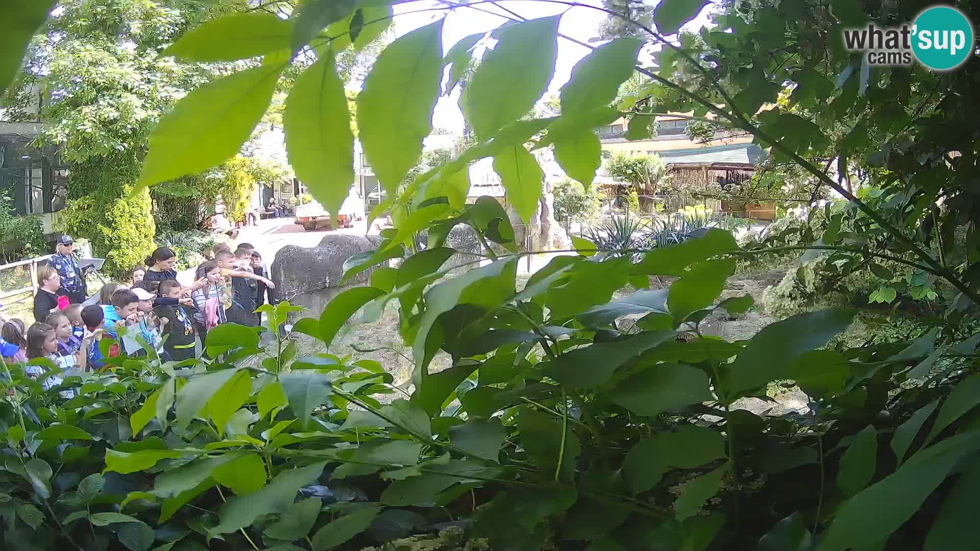 Zoo Zagreb – Suricate