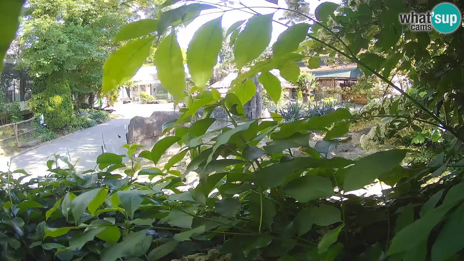 Zoo Zagreb – Erdmännchen
