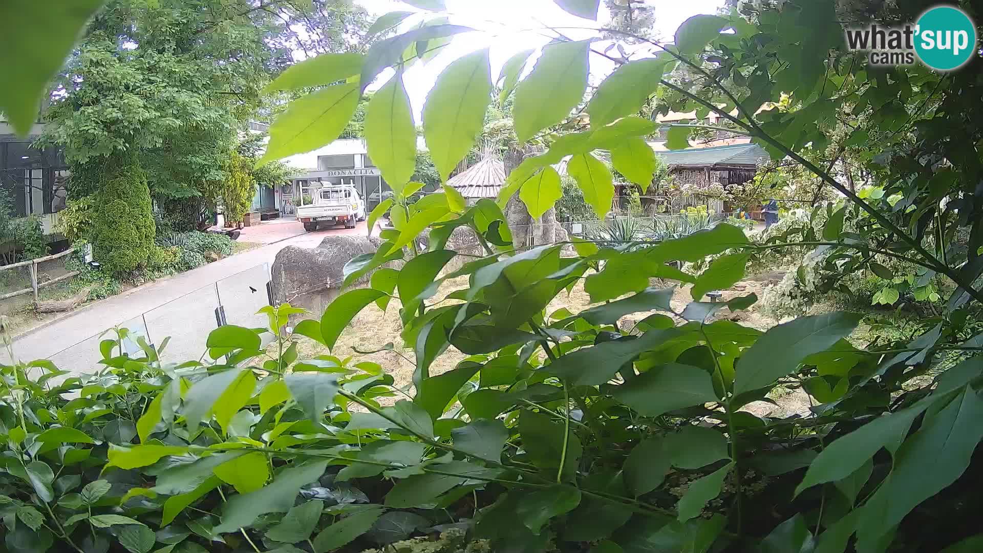 Zoo Zagreb – Merkat