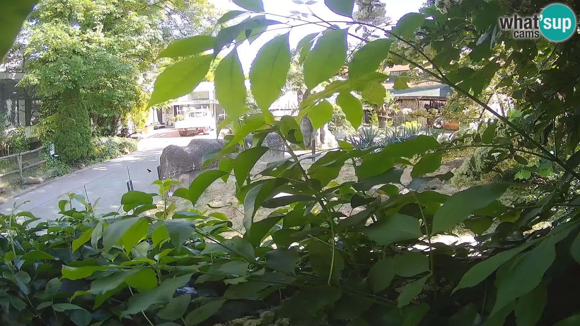 Zoo Zagreb – Erdmännchen