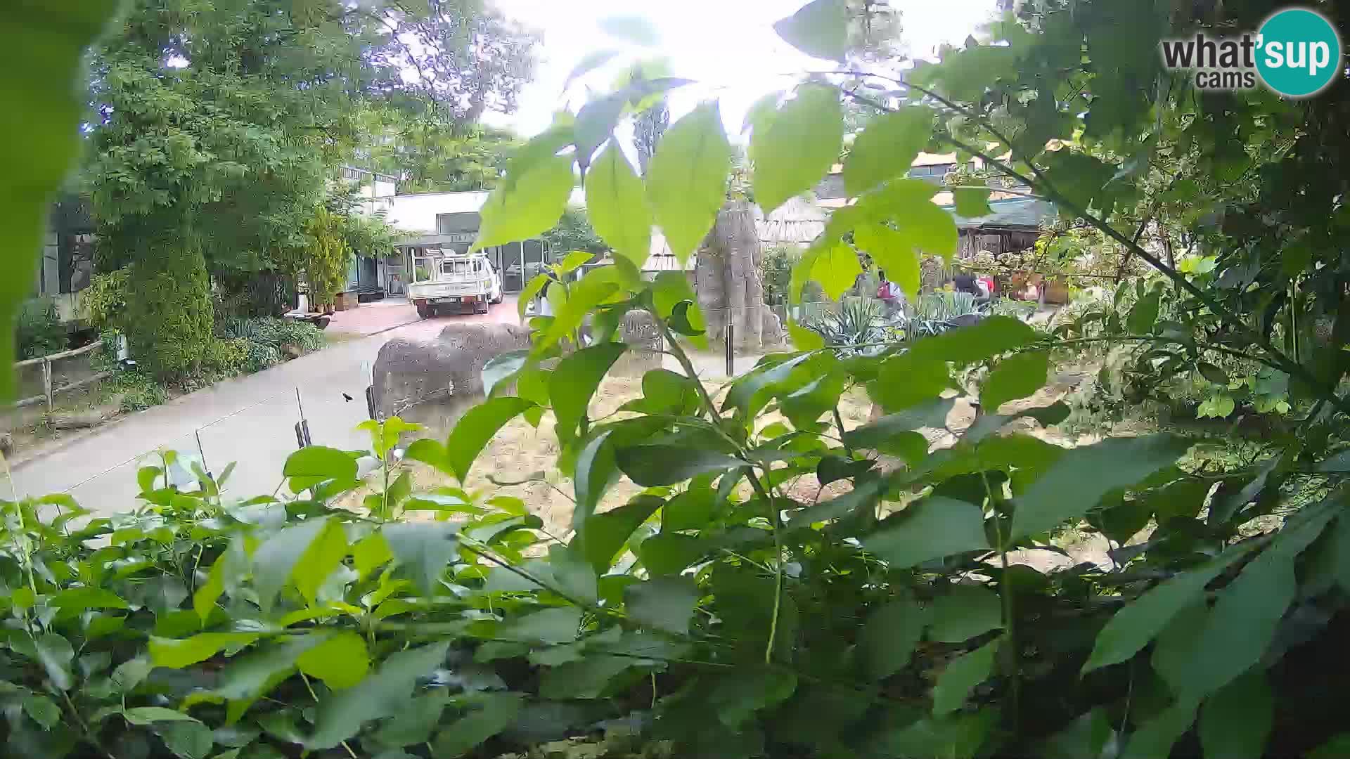 Zoo Zagreb – Merkat