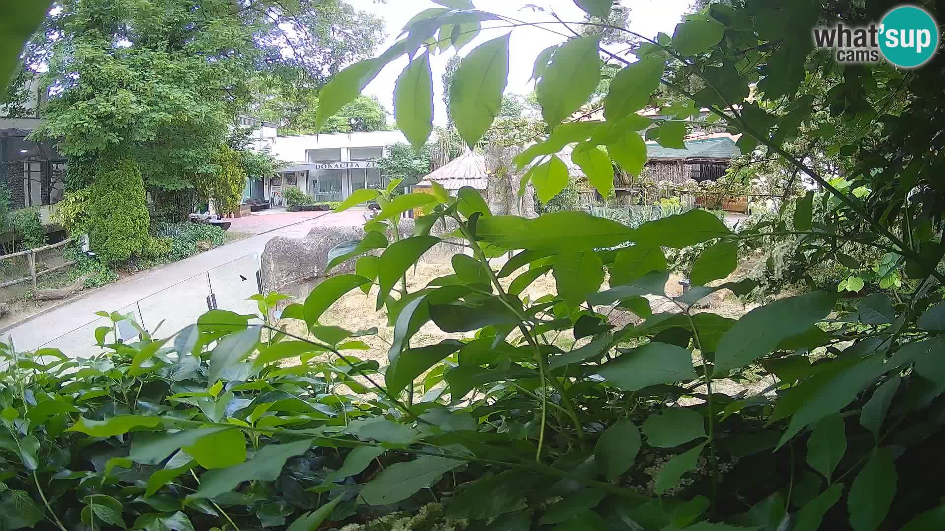 Zoo Zagreb – Erdmännchen
