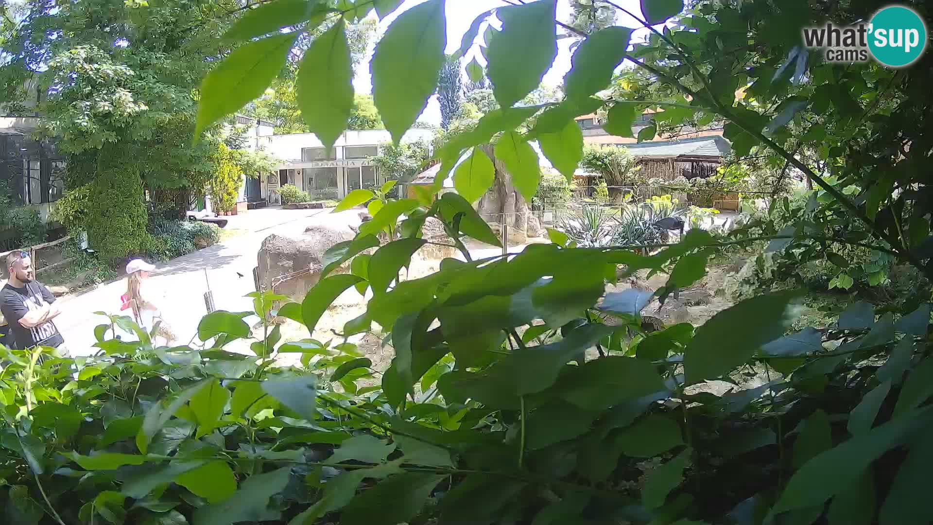 Zoo Zagreb – Merkat