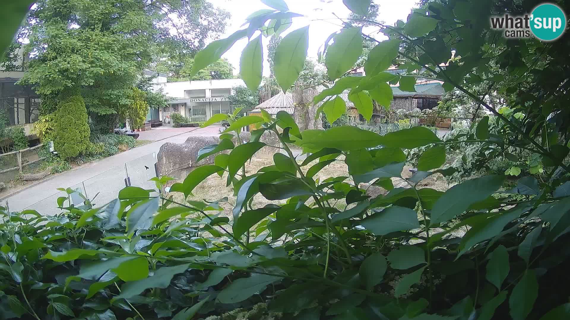 Zoo Zagreb – Erdmännchen