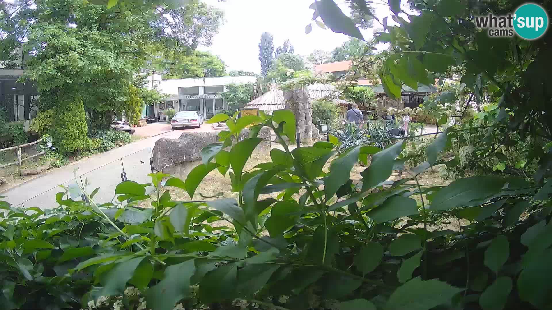 Zoo Zagreb – Meerkat (Suricate)