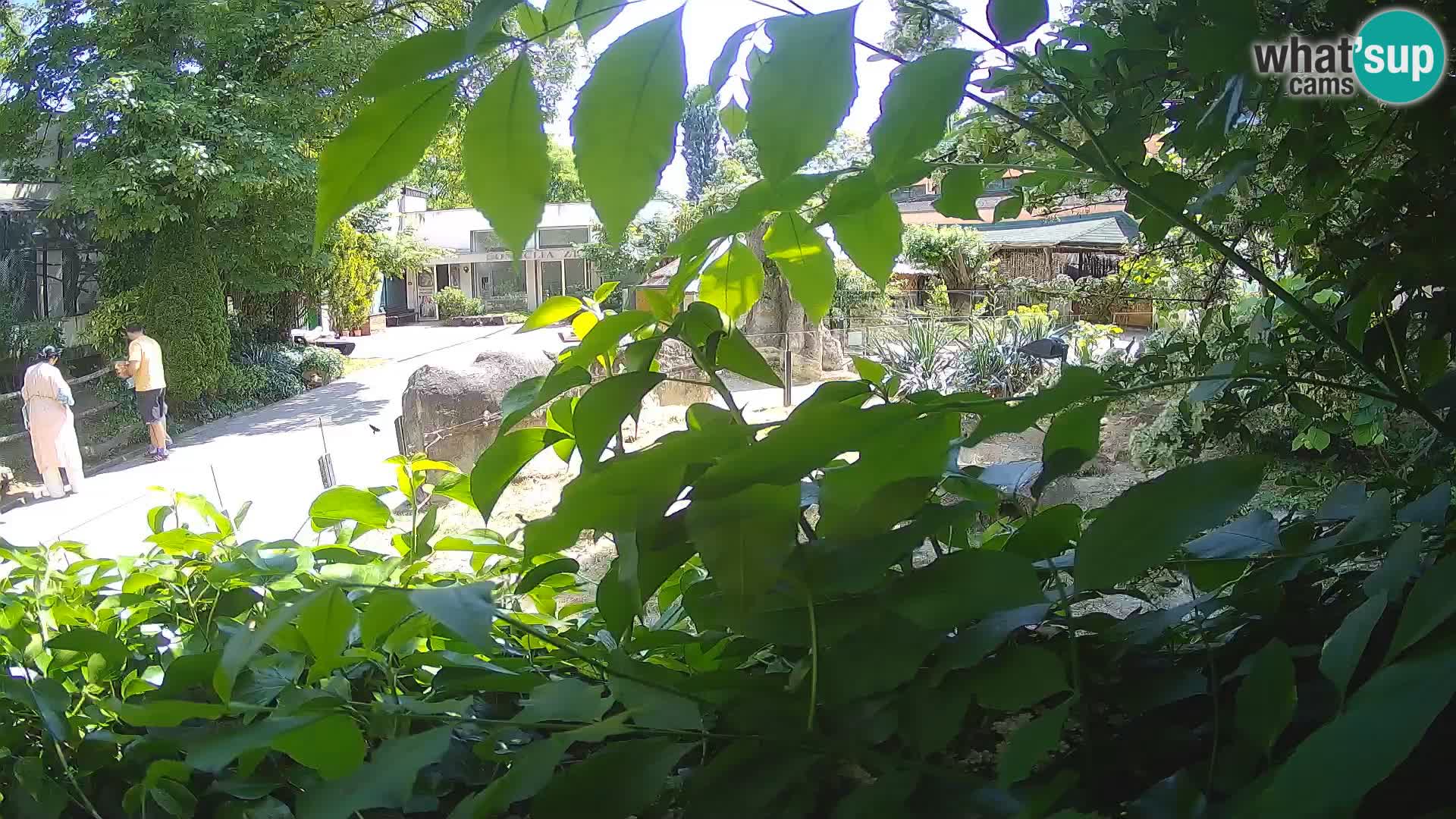 Zoo Zagreb – Erdmännchen