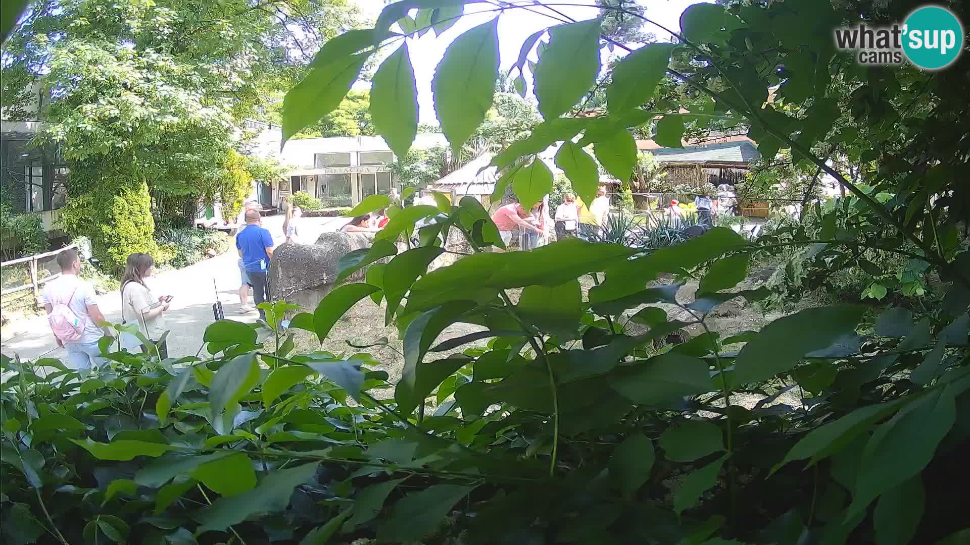 Zoo Zagreb – Erdmännchen