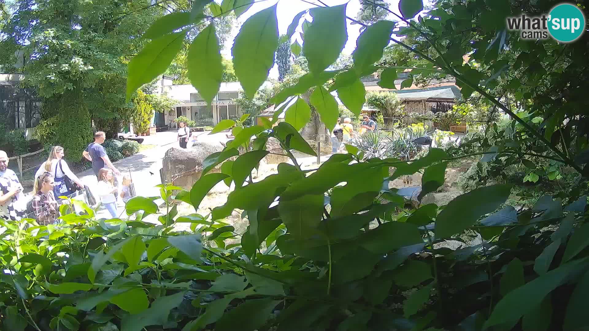 Zoo Zagreb – Erdmännchen