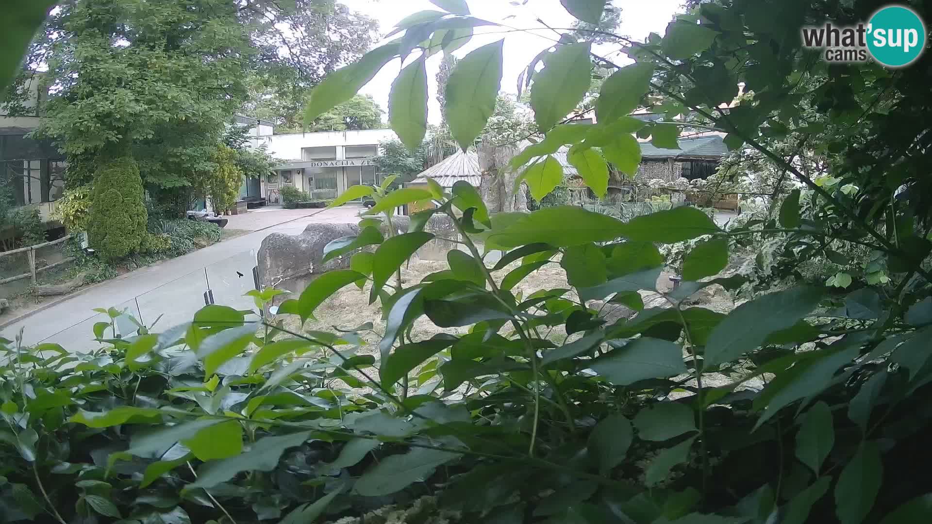 Zoo Zagreb – Surikate