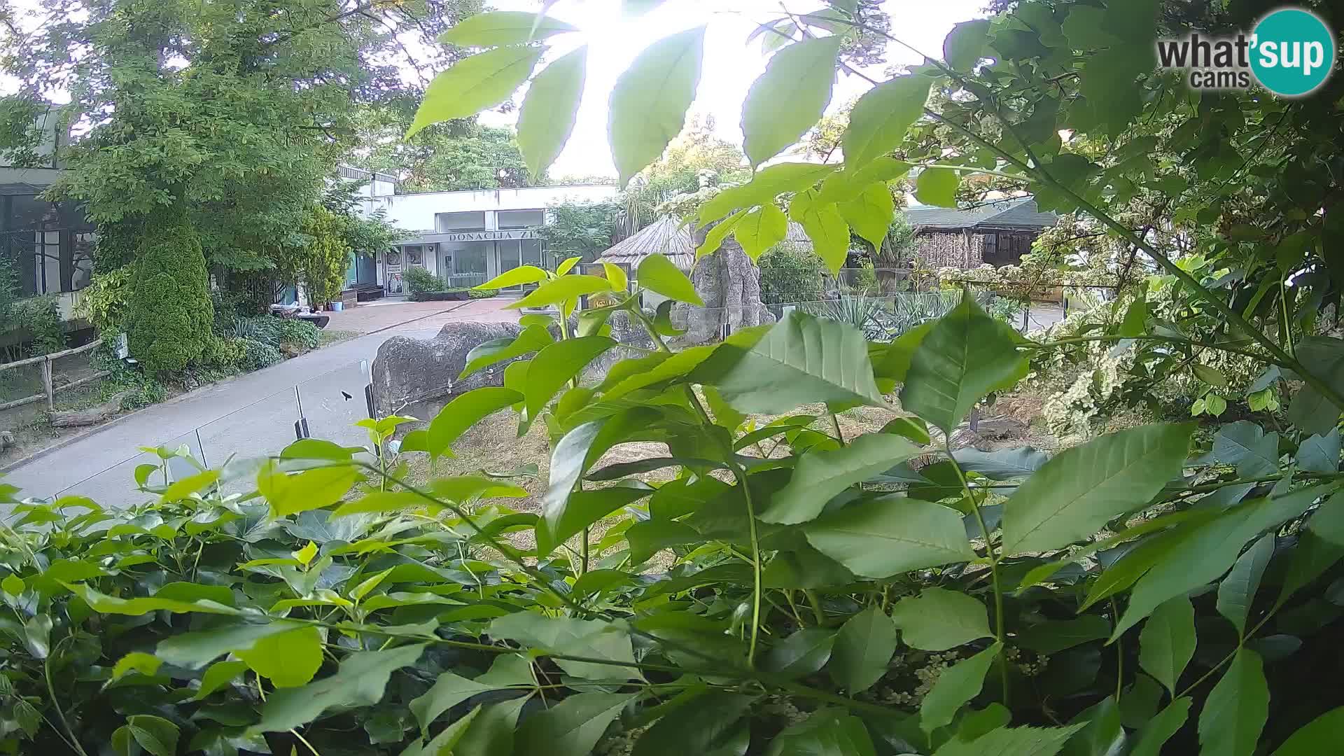 Zoo Zagreb – Merkat