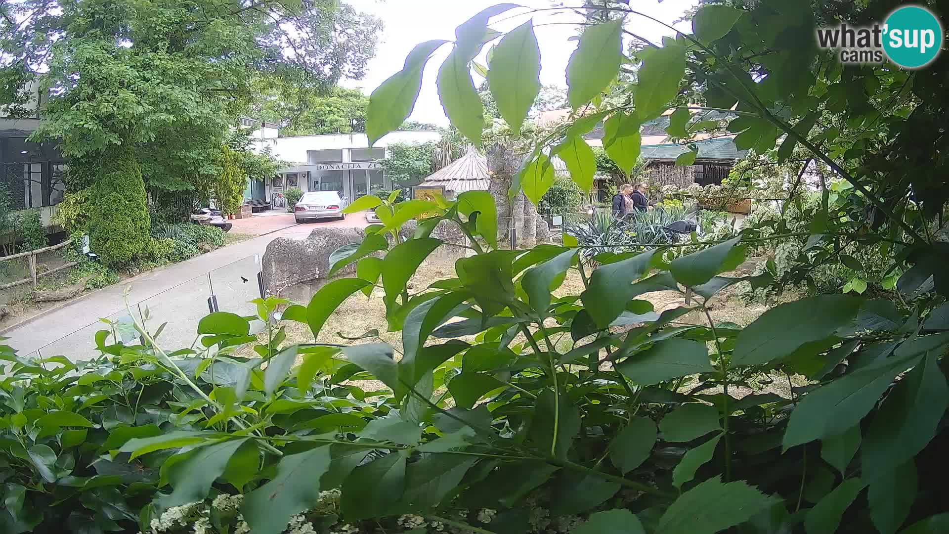 Zoo Zagreb – Suricate