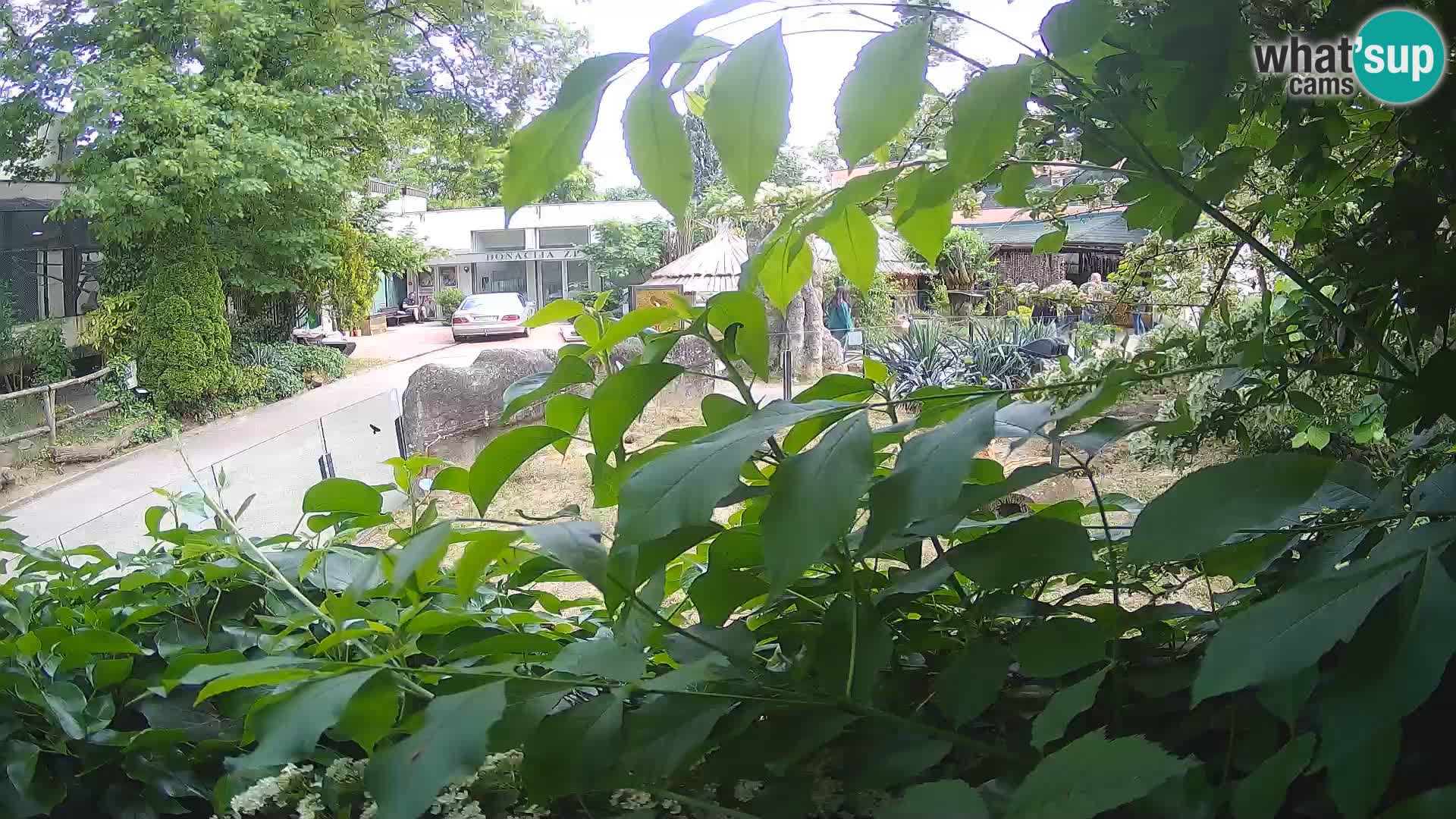 Zoo Zagreb – Erdmännchen