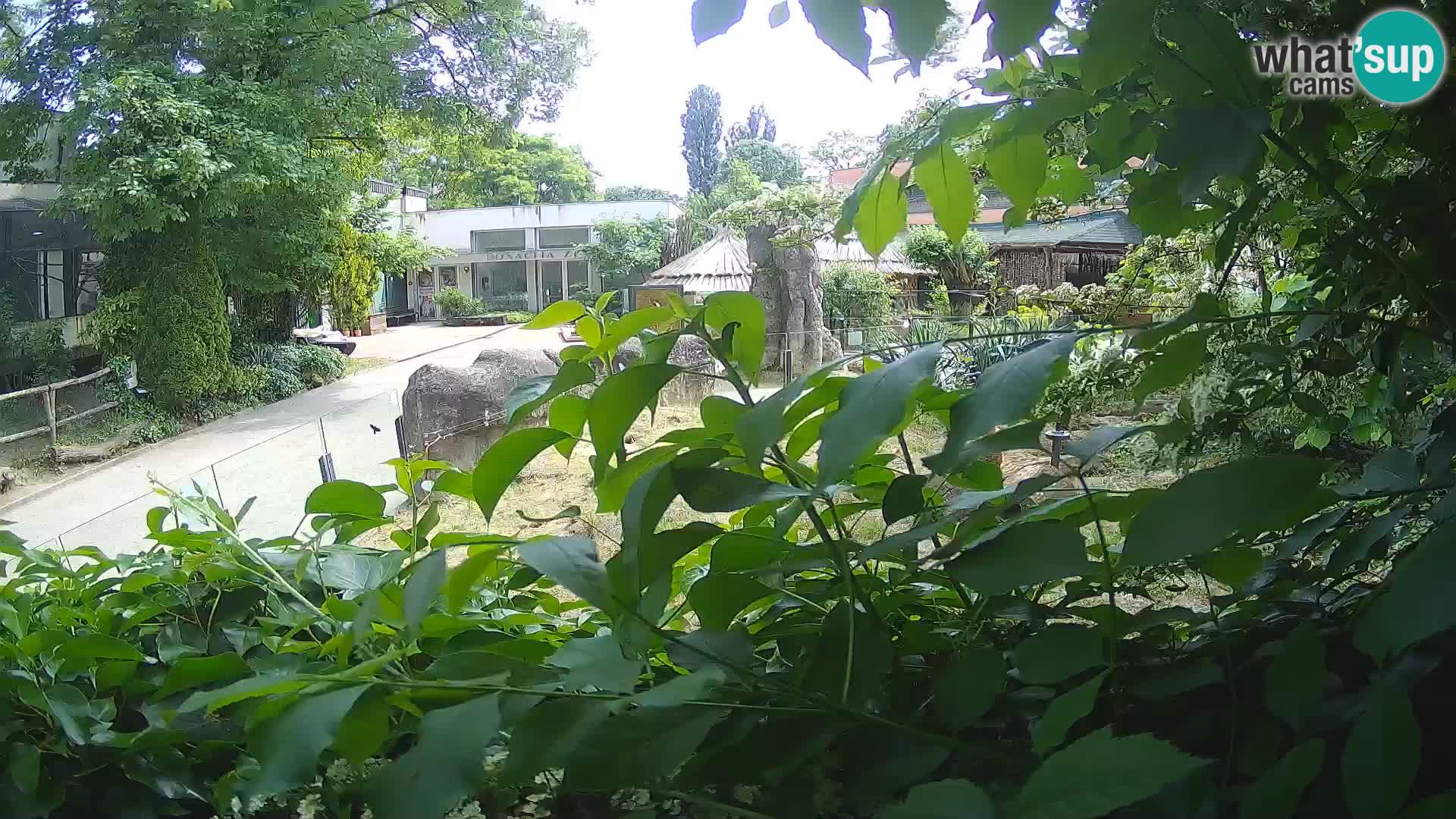Zoo Zagreb – Meerkat (Suricate)