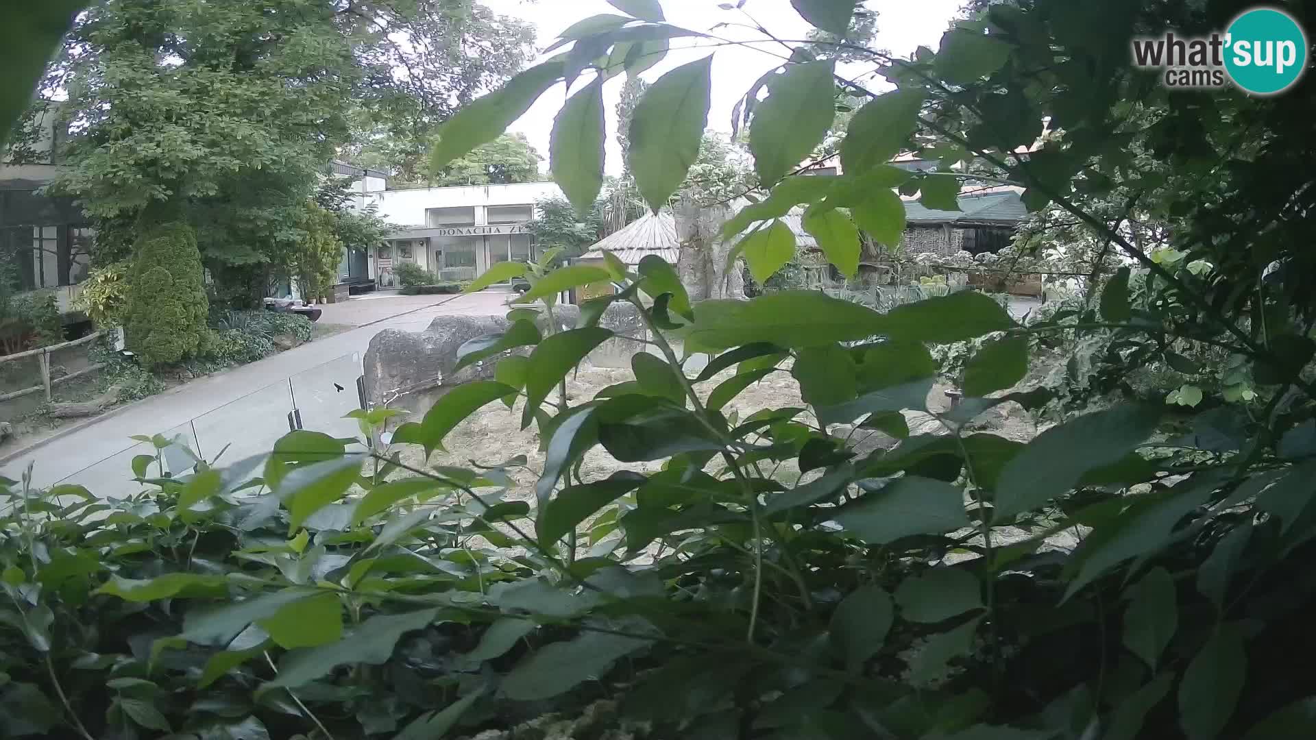 Zoo Zagreb – Erdmännchen
