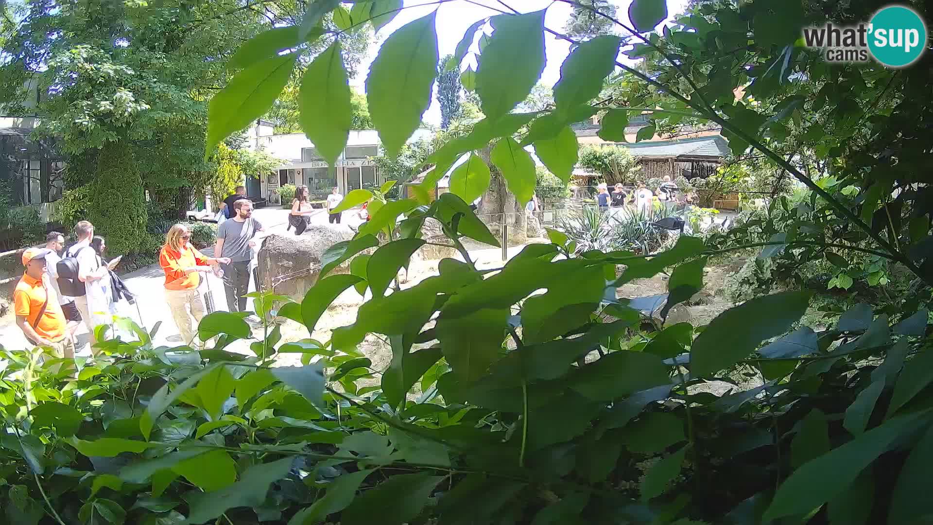 Zoo Zagreb – Suricata