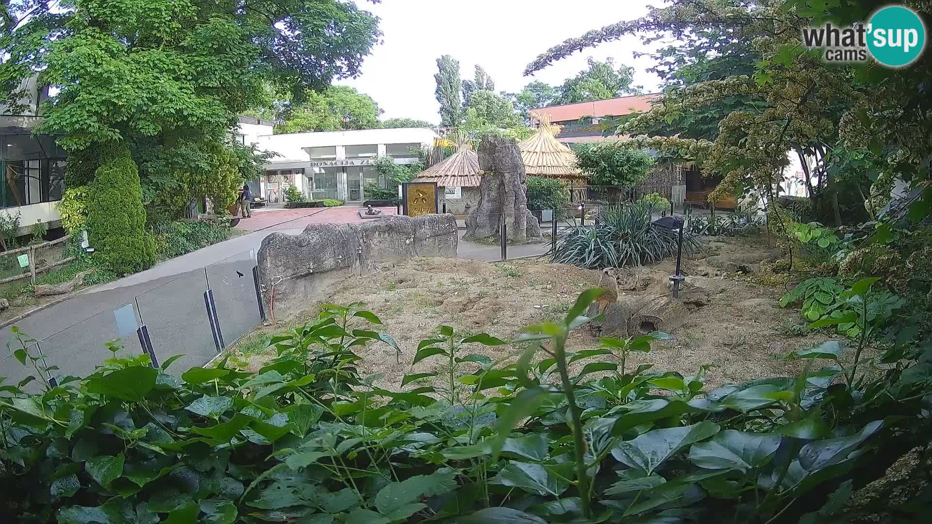 Zoo Zagreb – Meerkat (Suricate)