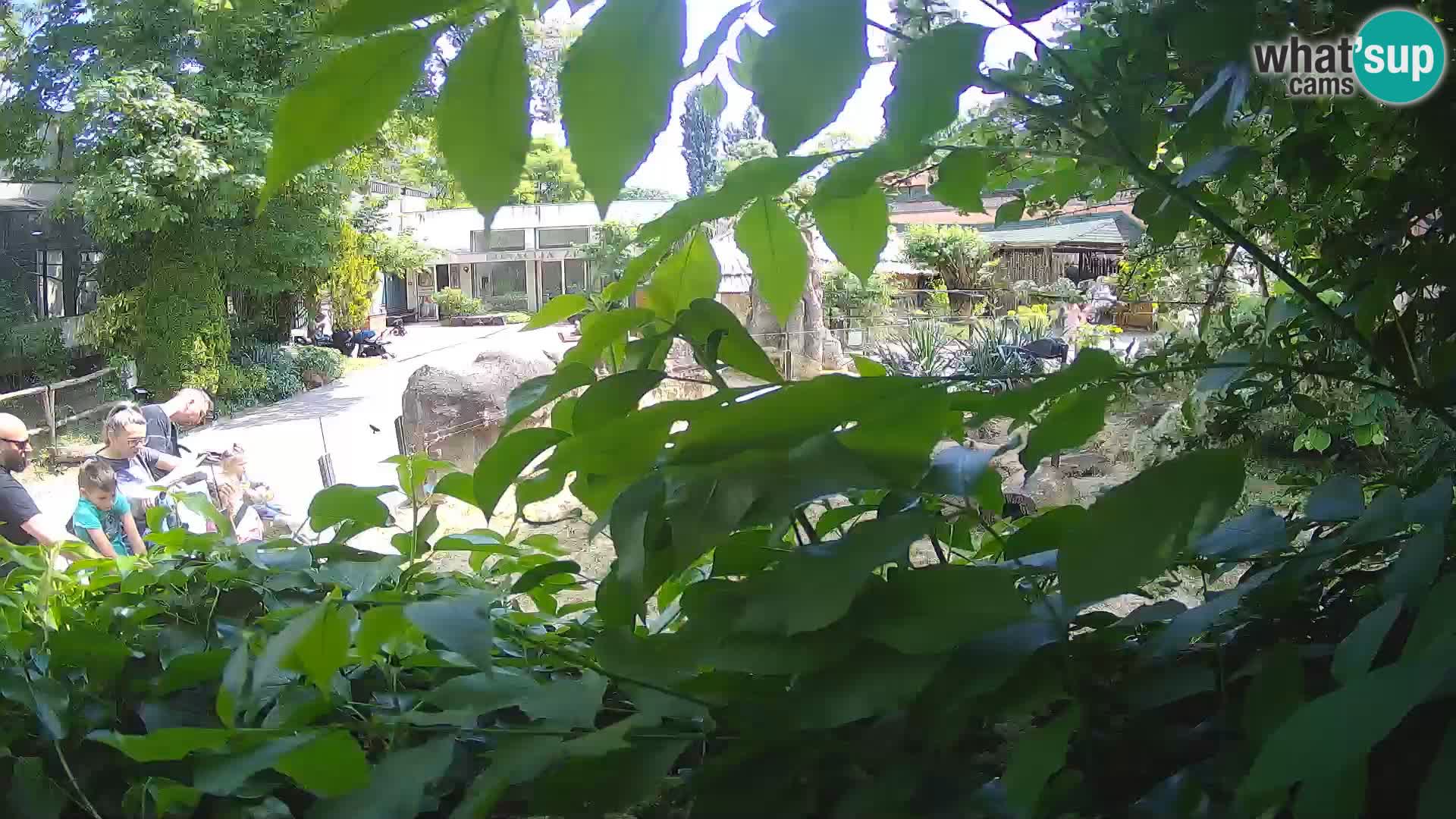 Zoo Zagreb – Surikate
