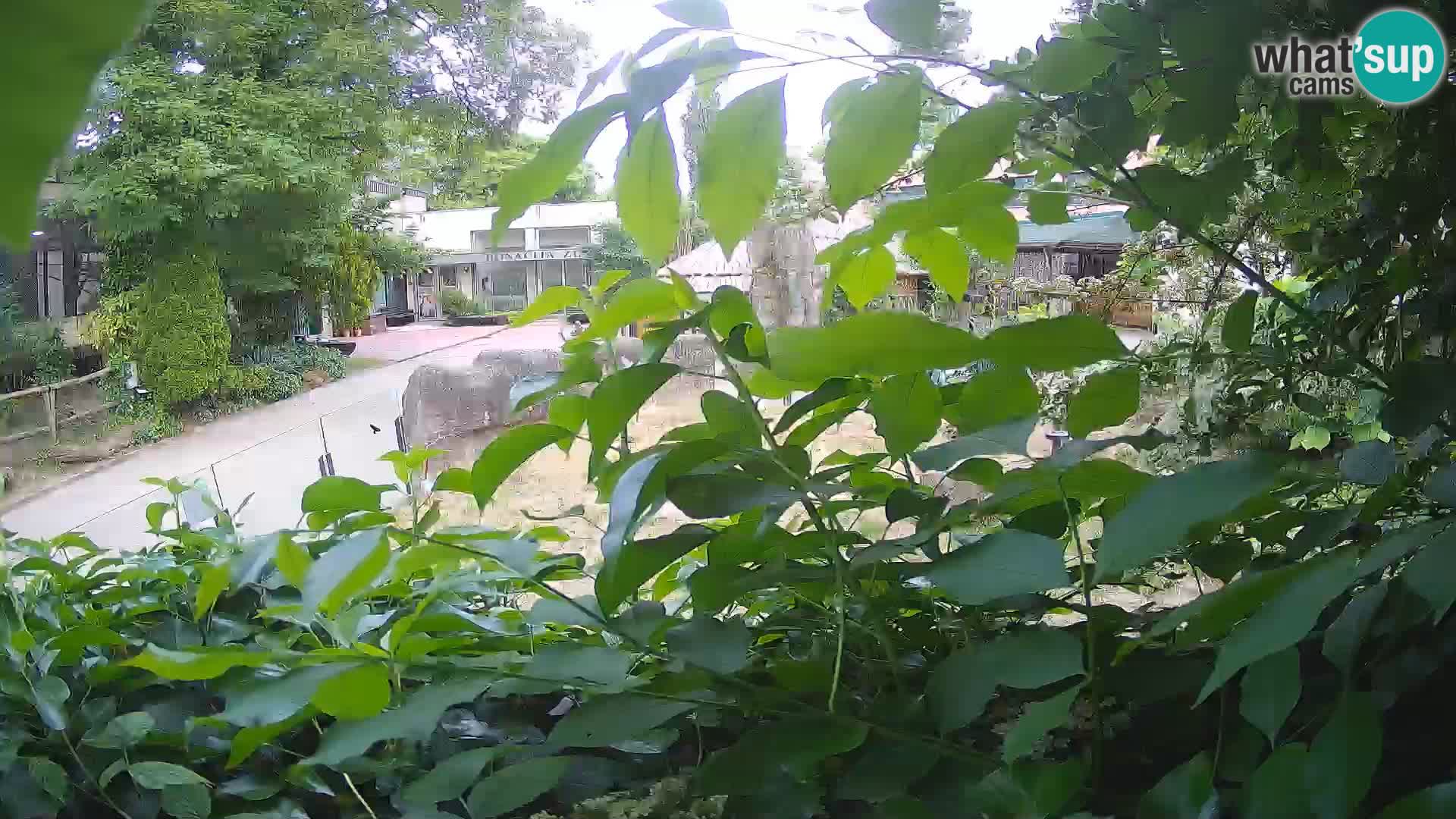 Zoo Zagreb – Erdmännchen