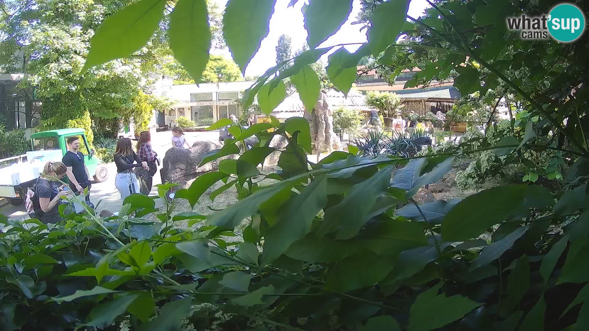 Zoo Zagreb – Meerkat (Suricate)