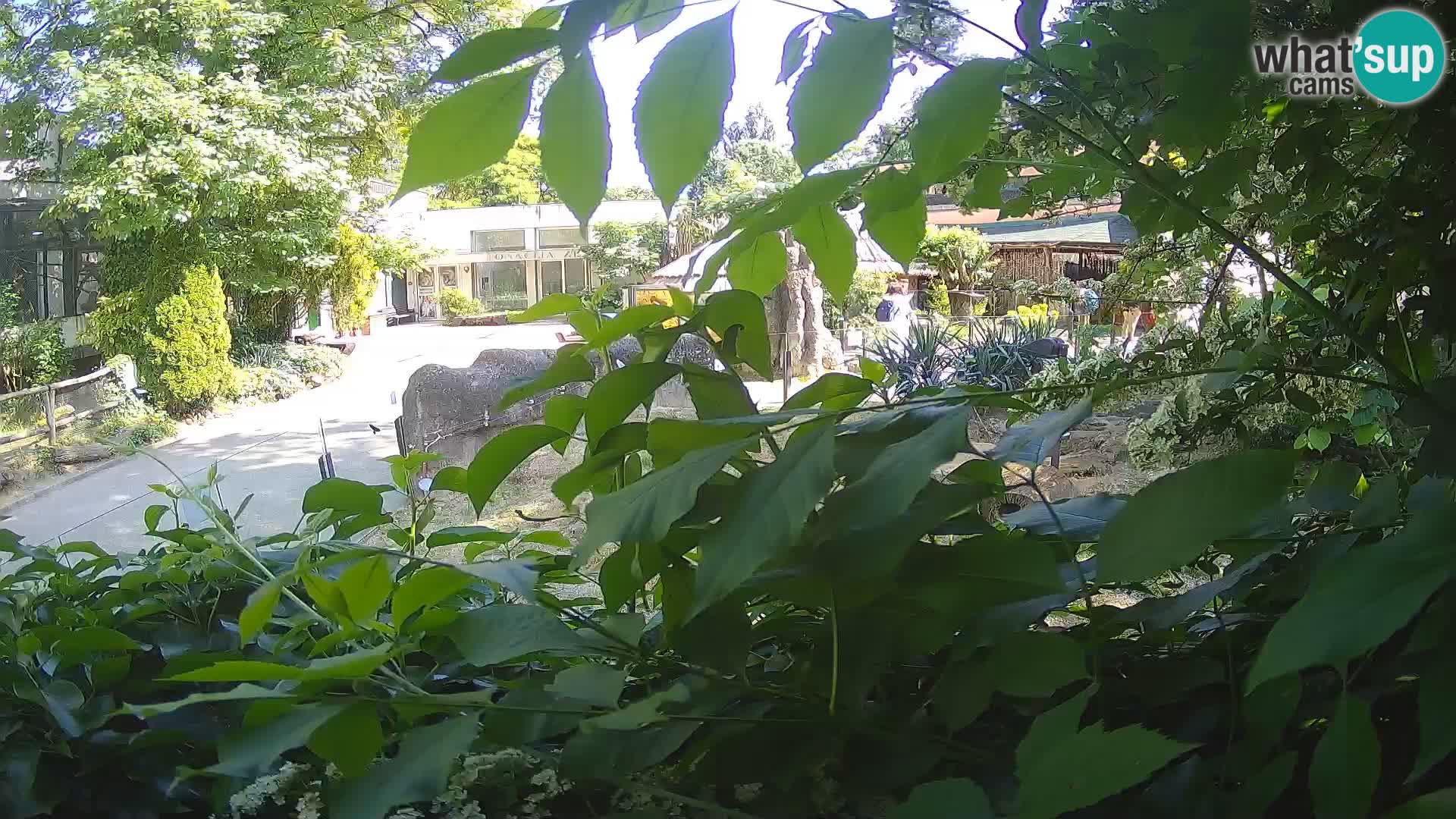 Zoo Zagreb – Merkat