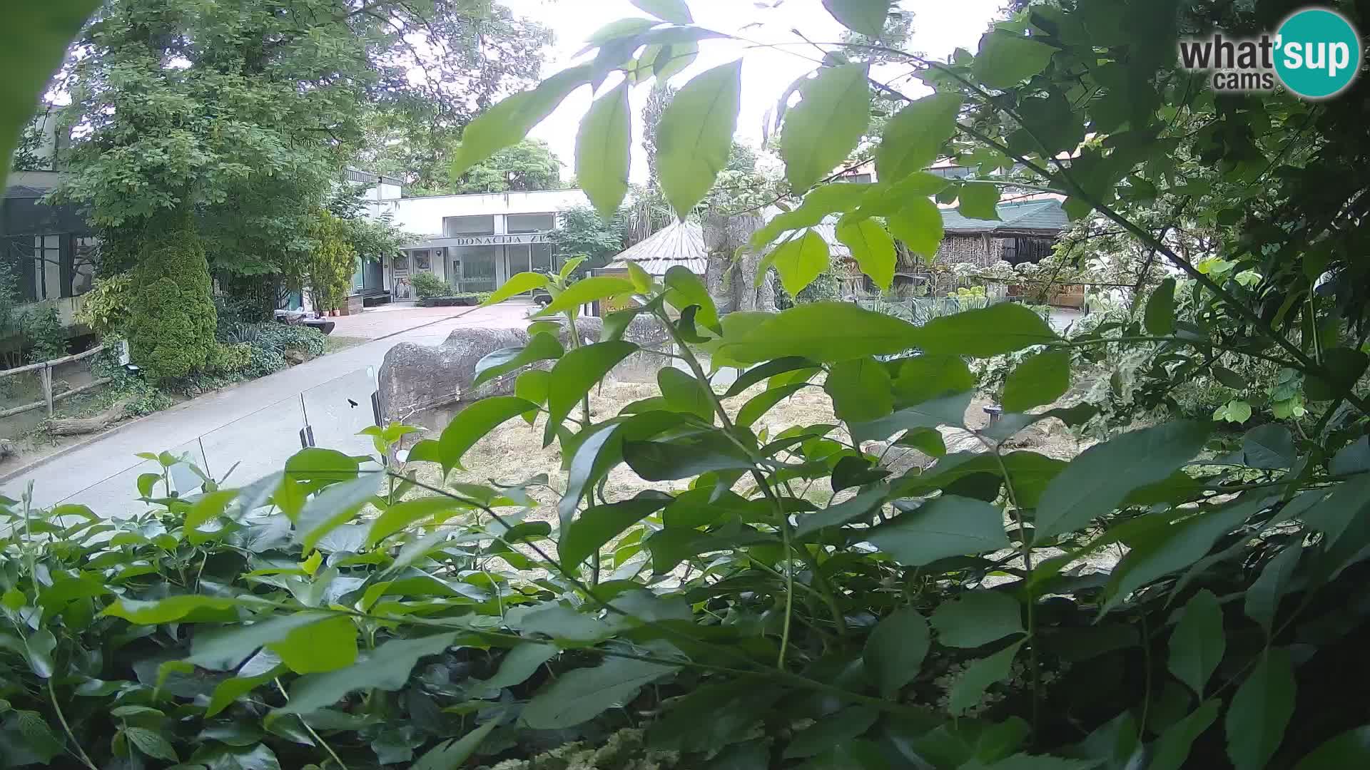 Zoo Zagreb – Erdmännchen