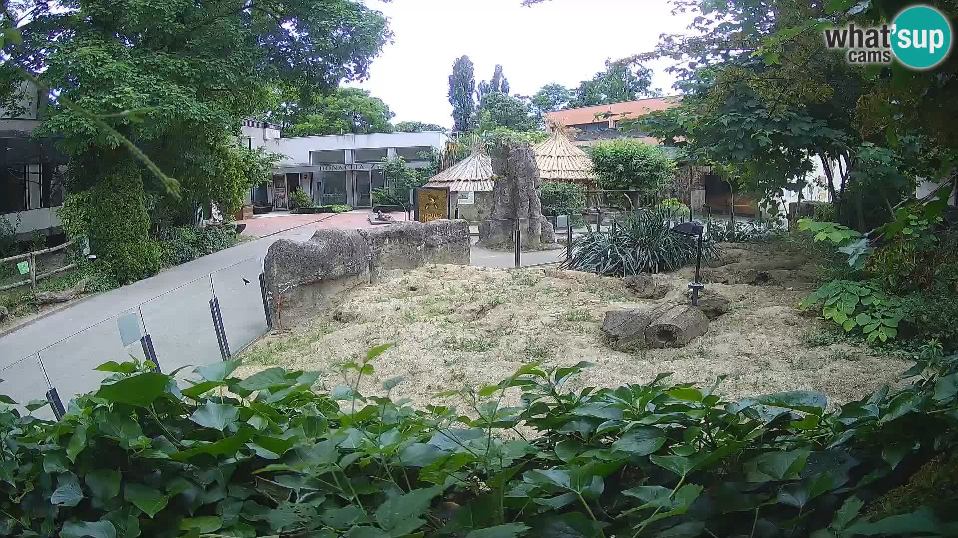Zoo Zagreb – Suricate
