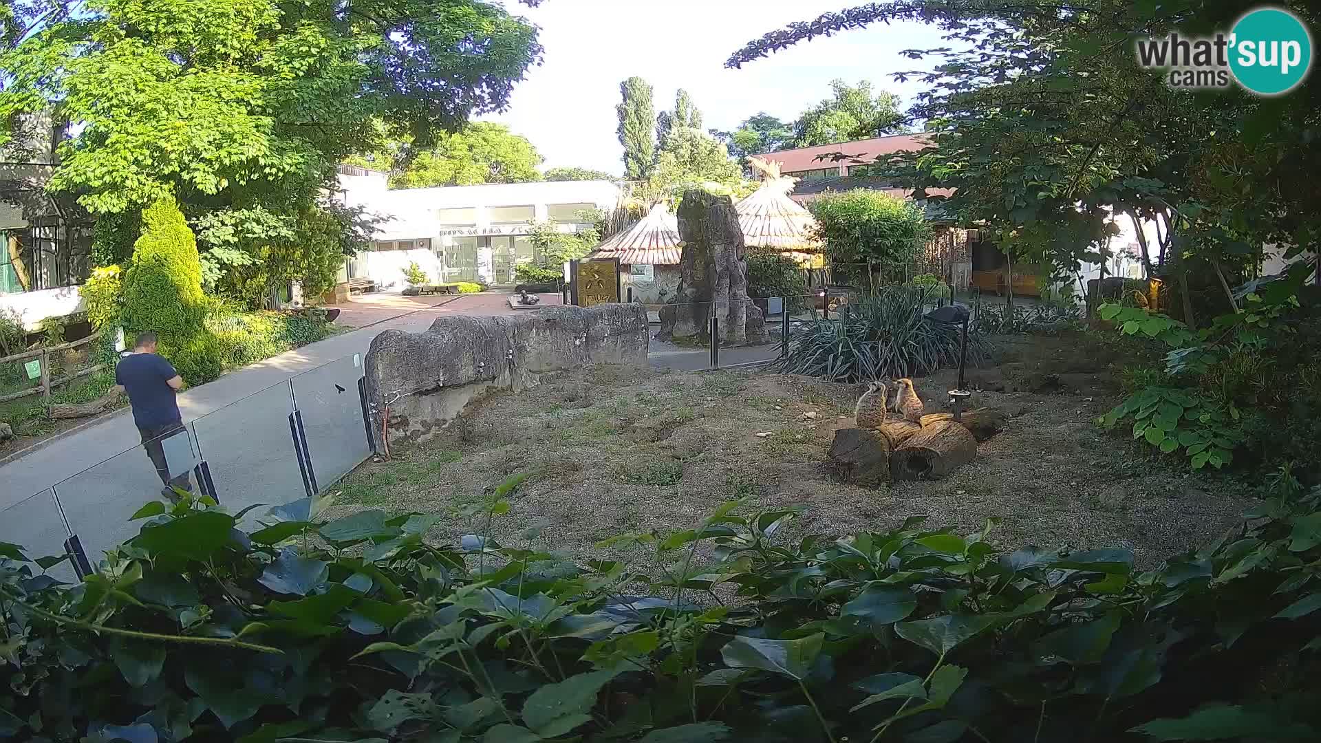 Zoo Zagreb – Surikate