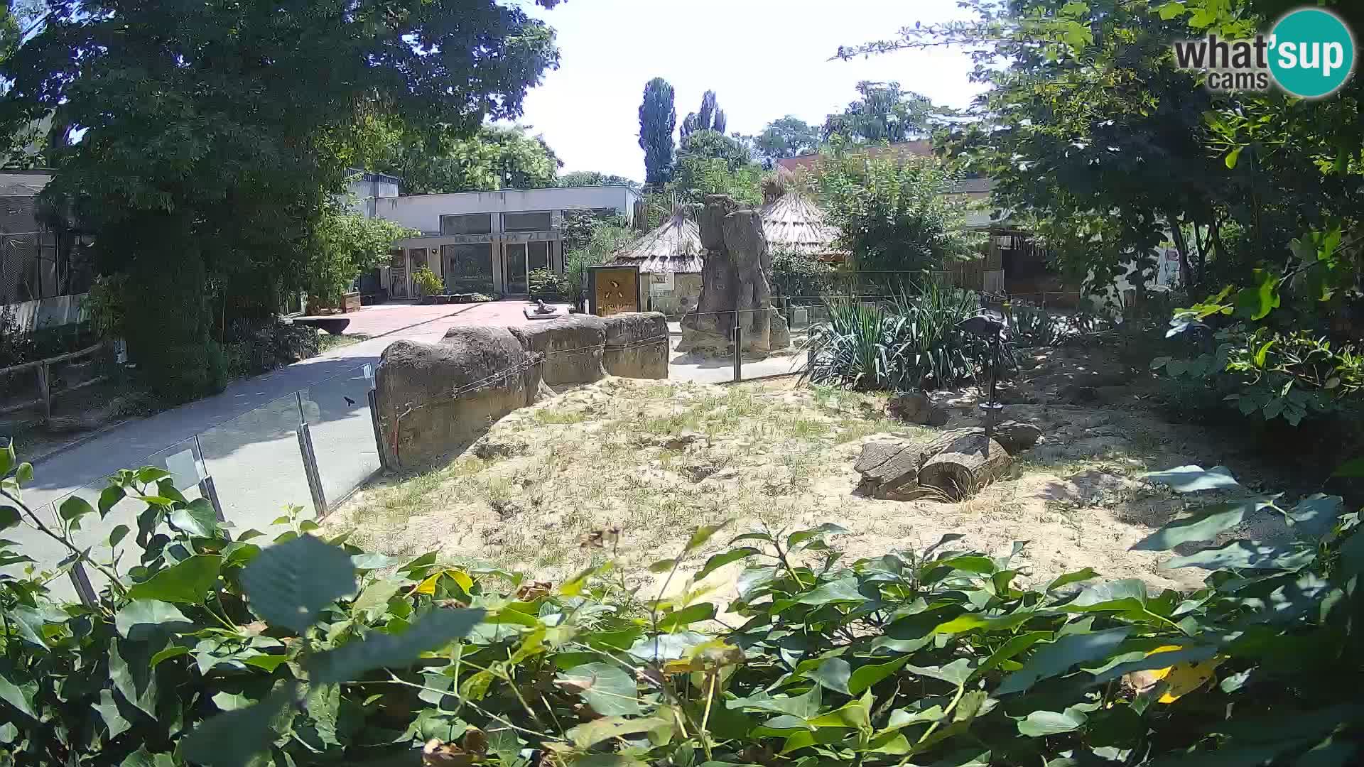 Zoo Zagreb – Surikate