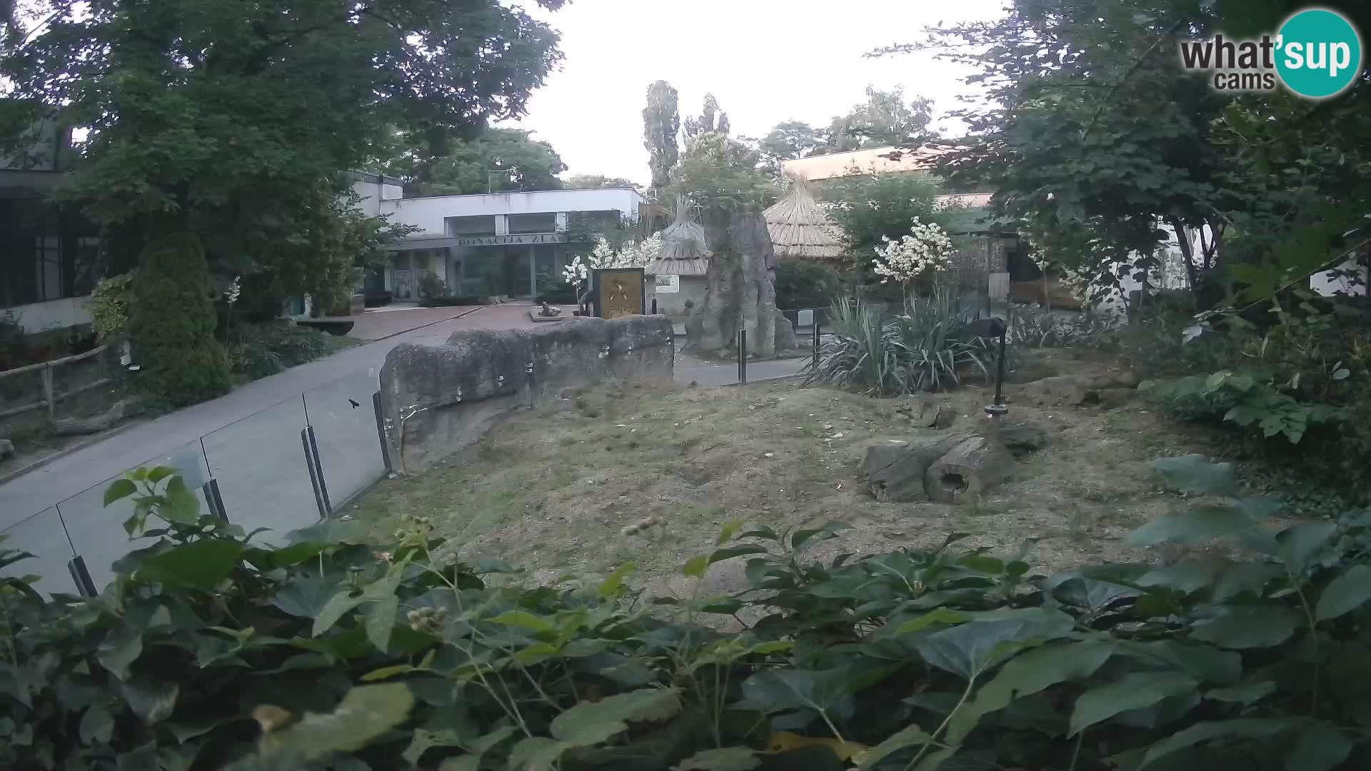 Zoo Zagreb – Merkat