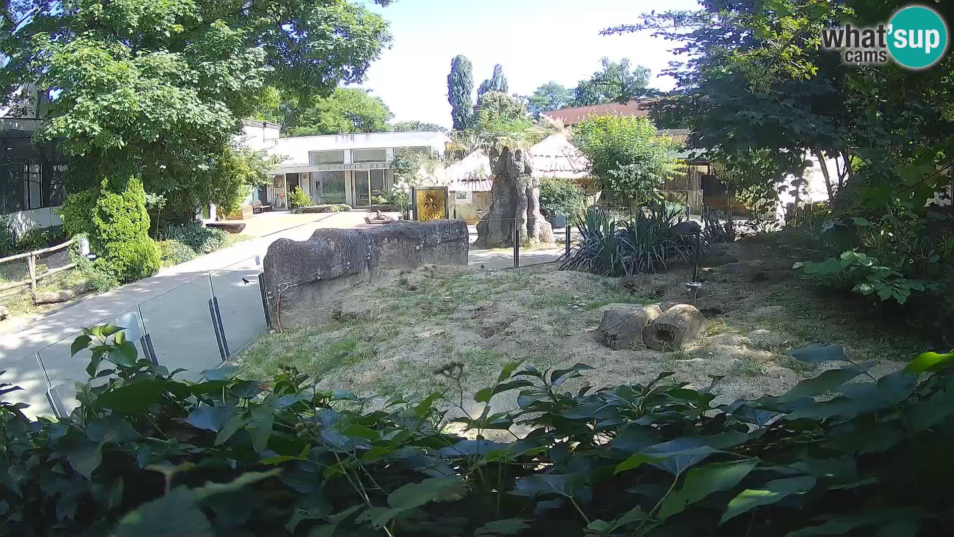 Zoo Zagreb – Suricata