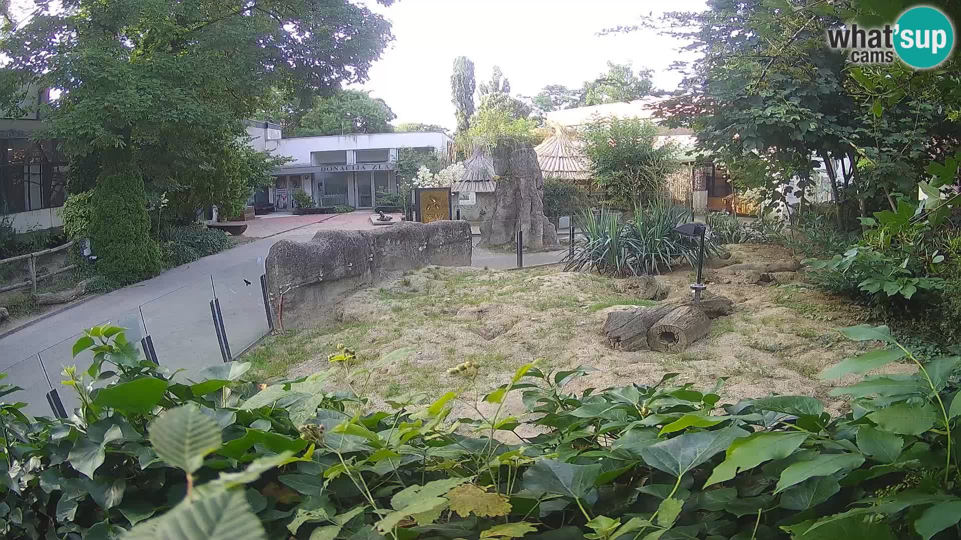 Zoo Zagreb – Erdmännchen