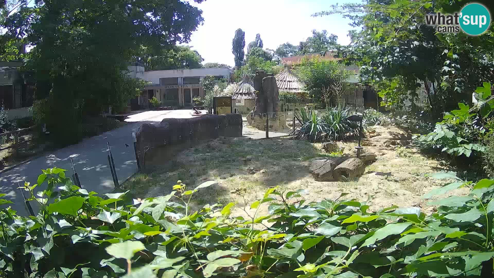 Zoo Zagreb – Suricata