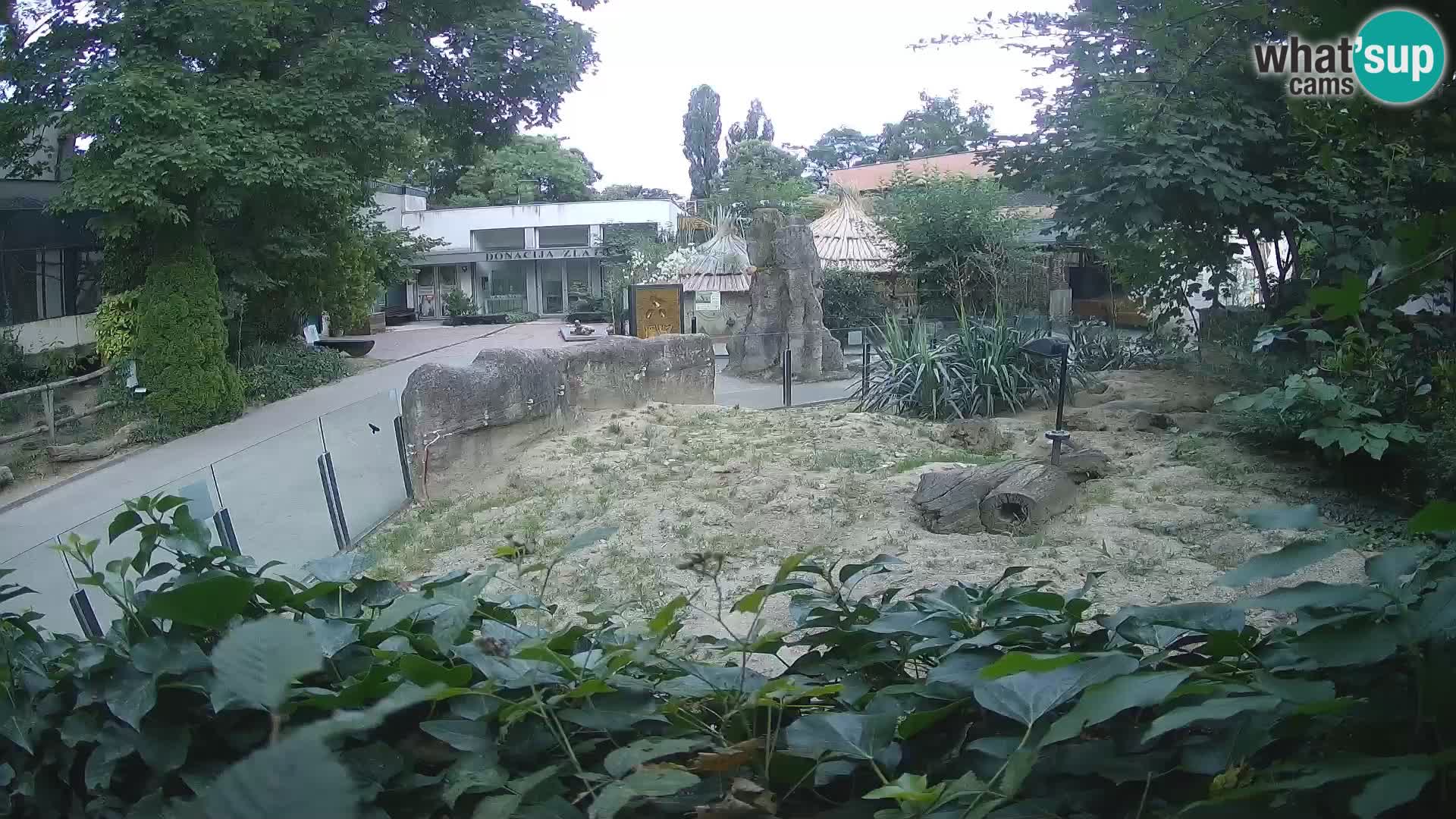 Zoo Zagreb – Merkat