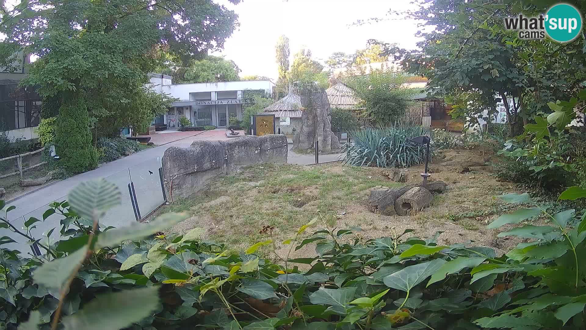 Zoo Zagreb – Meerkat (Suricate)