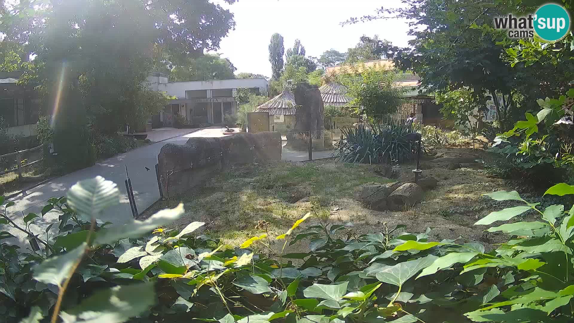 Zoo Zagreb – Meerkat (Suricate)