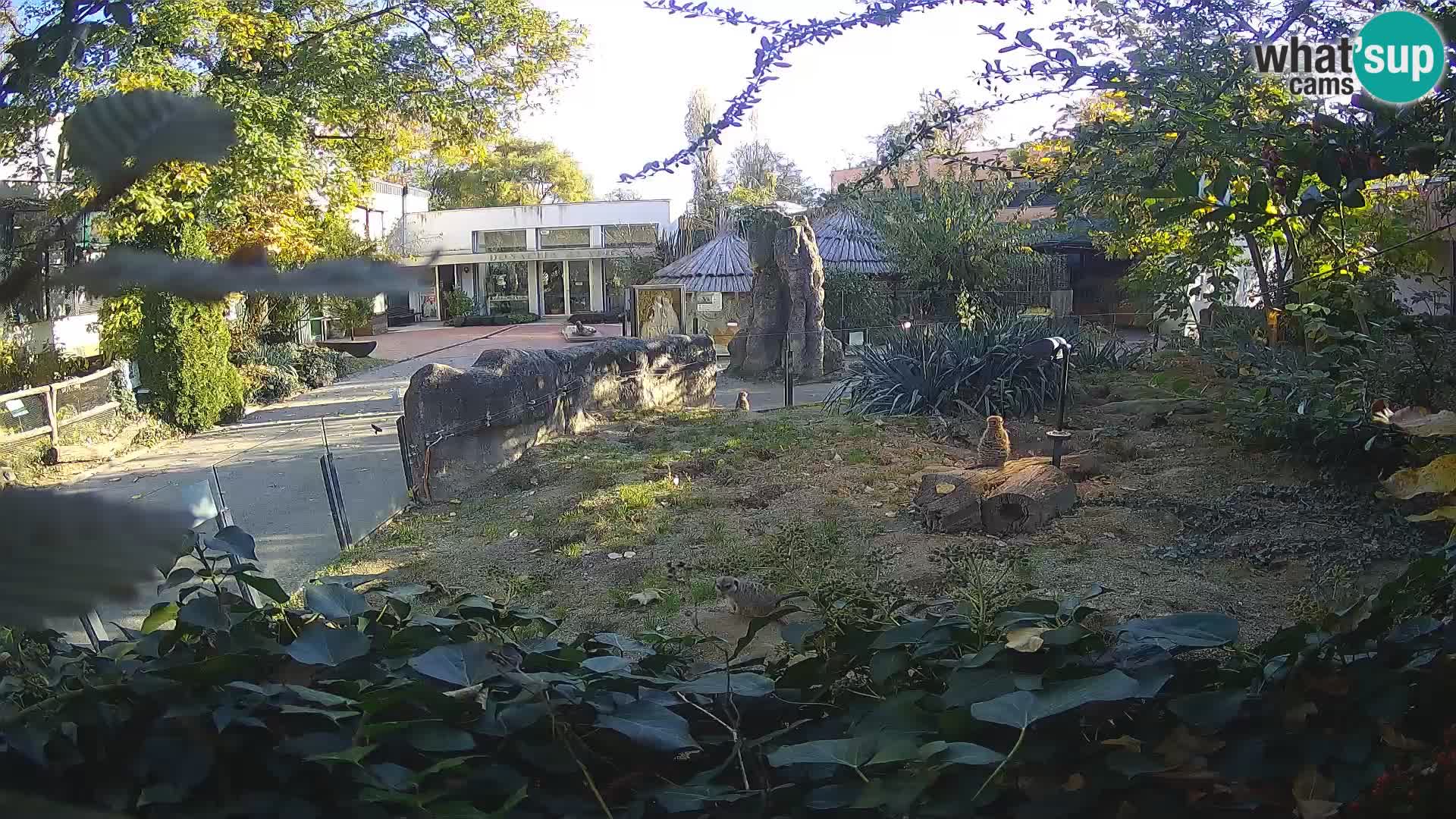 Zoo Zagreb – Suricate