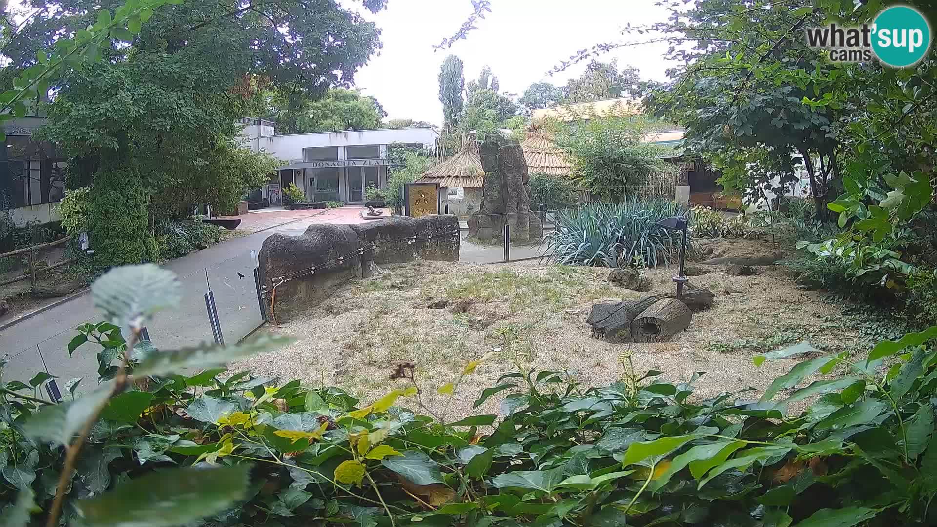 Zoo Zagreb – Suricata